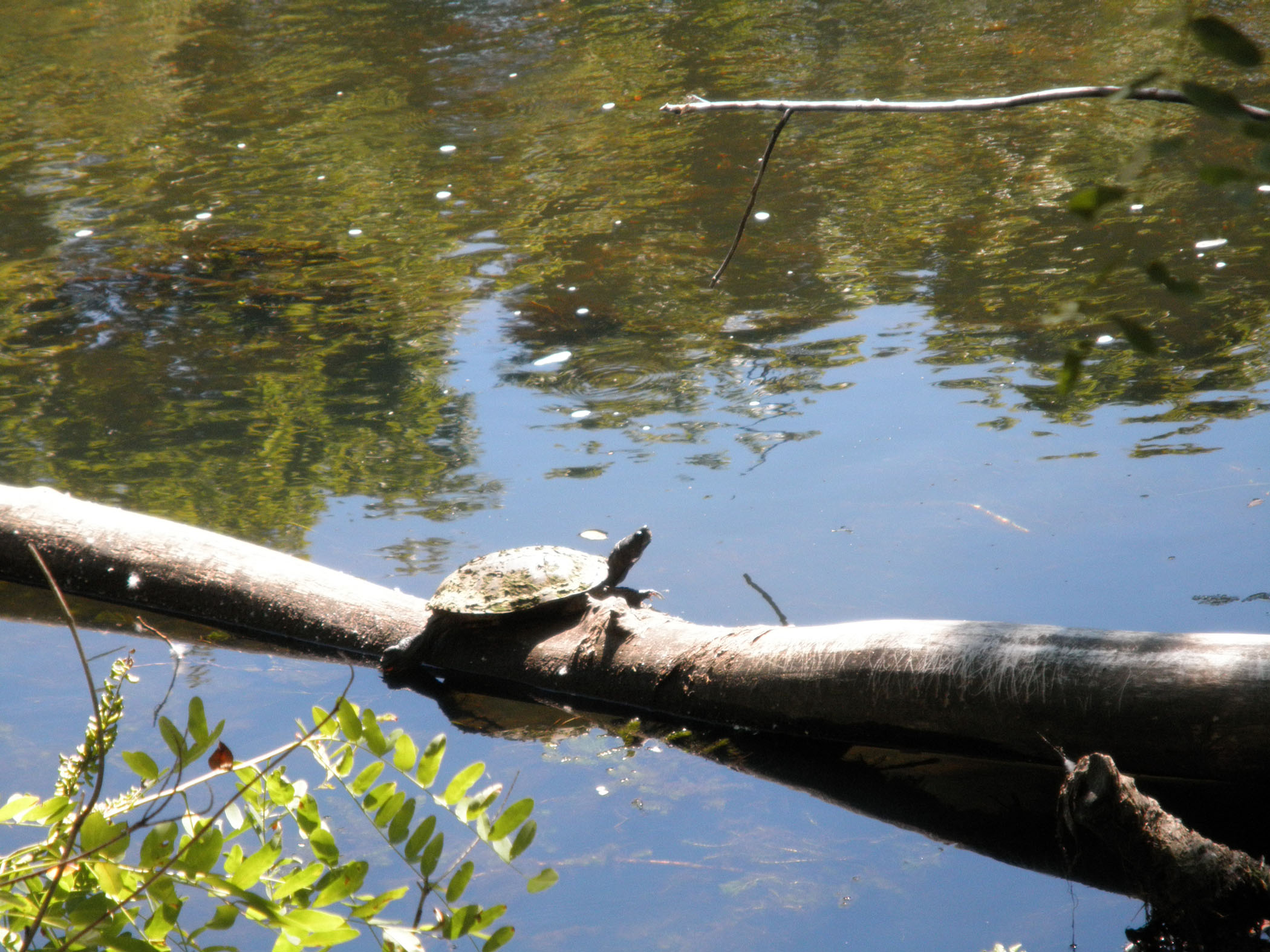 Sunning Turtle On Log (user submitted)