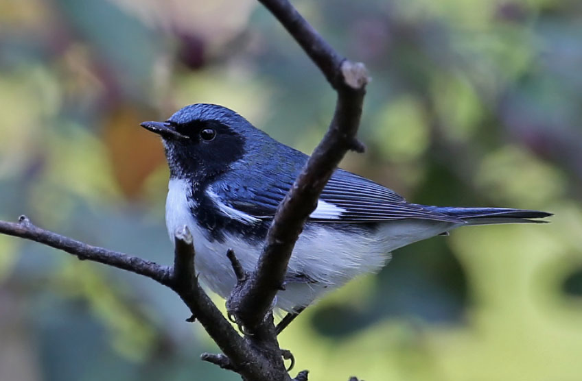 Black-throated Blue Warbler  (user submitted)