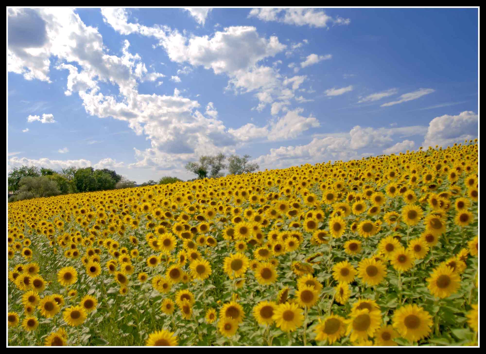 Field Of Sunflowers (user submitted)