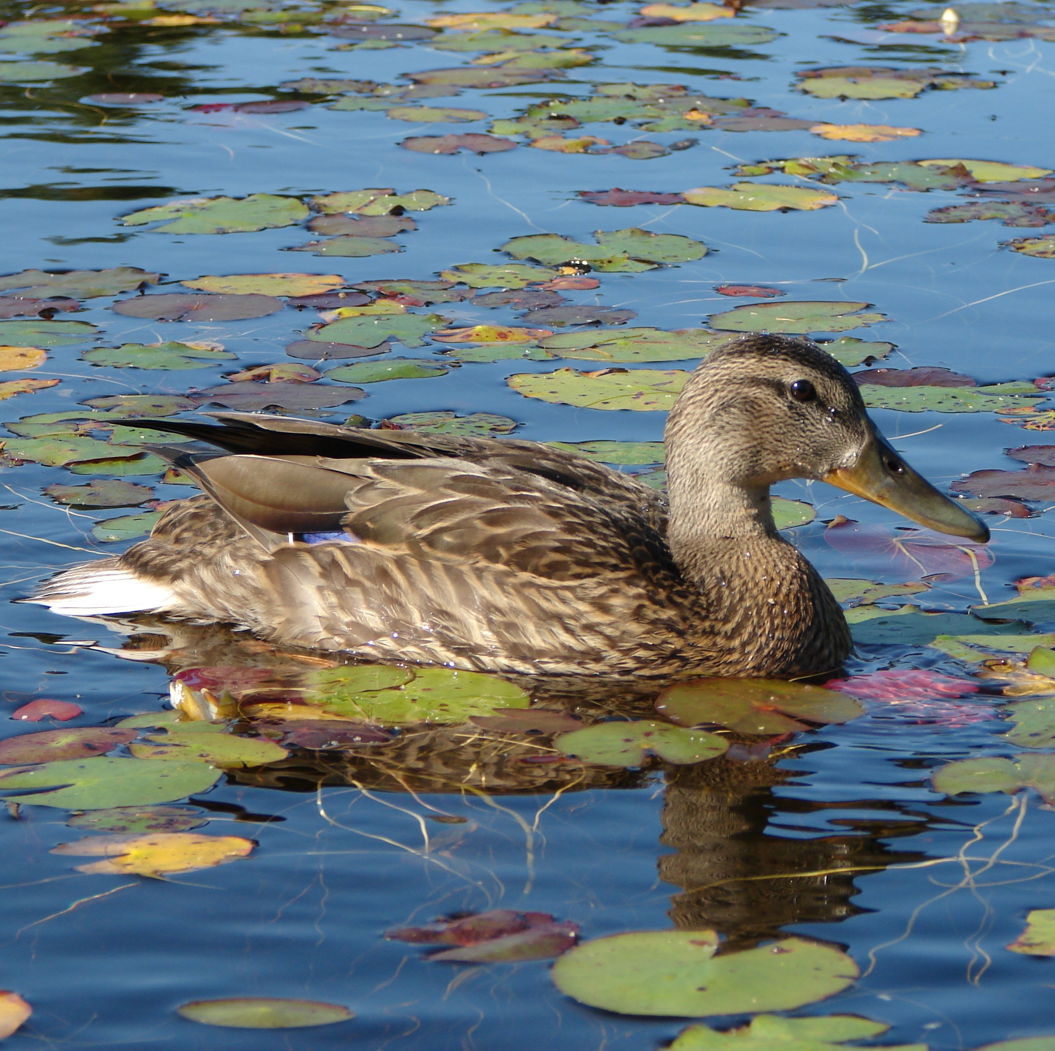 Mallard &amp; Lily Pads (user submitted)