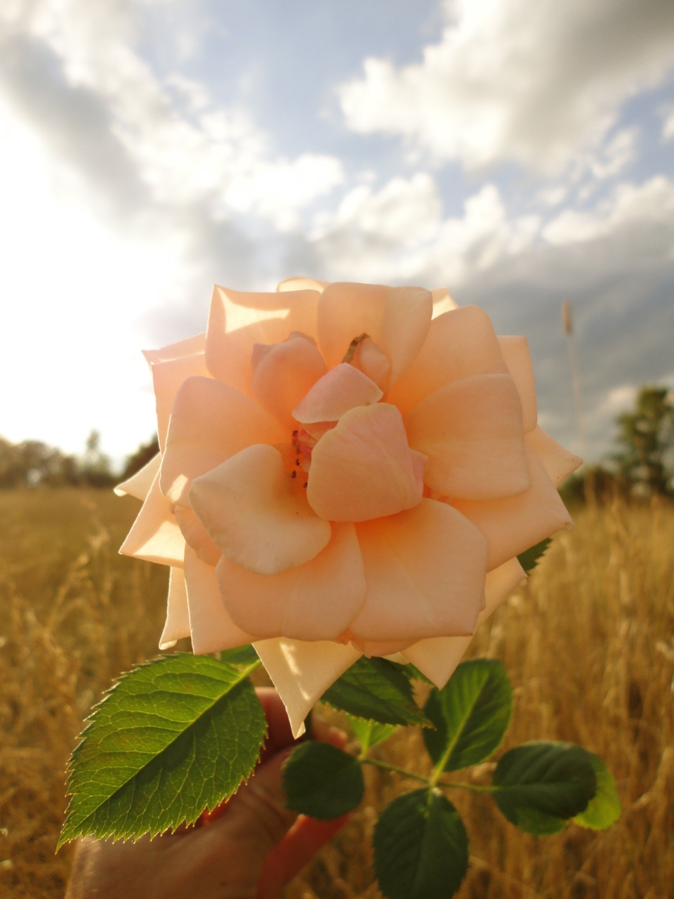 Fields And A Rose (user submitted)