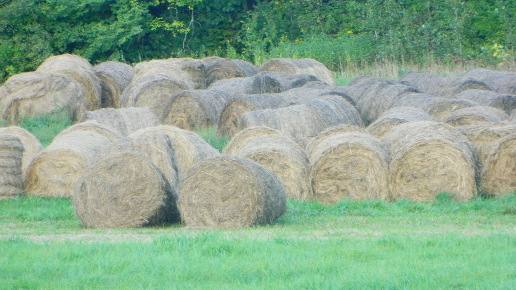 Hay (user submitted)