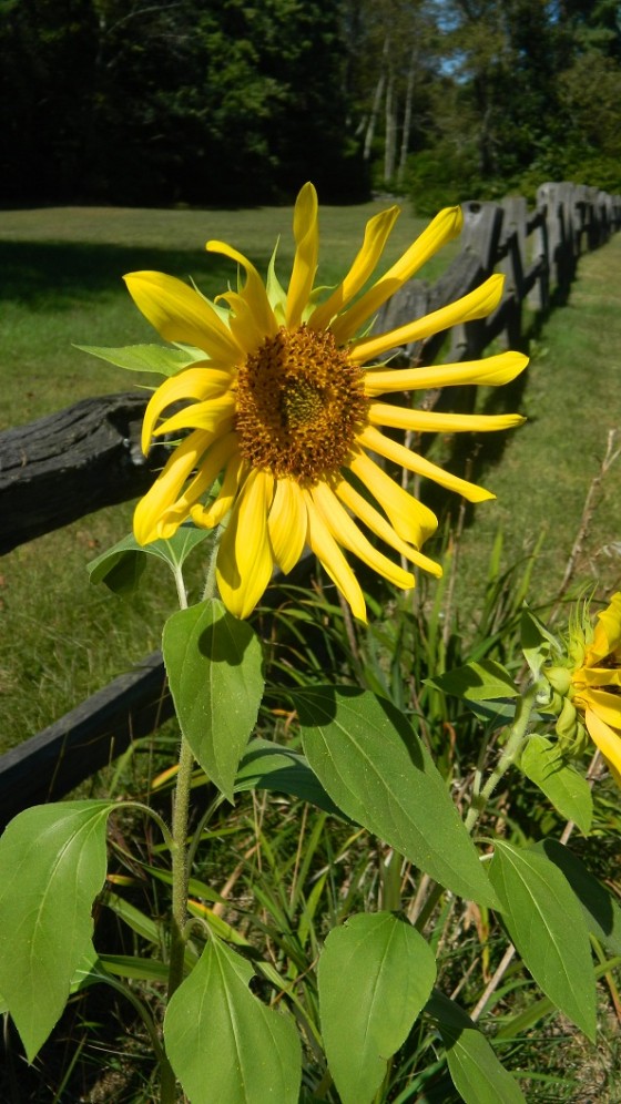 Flower New England Today