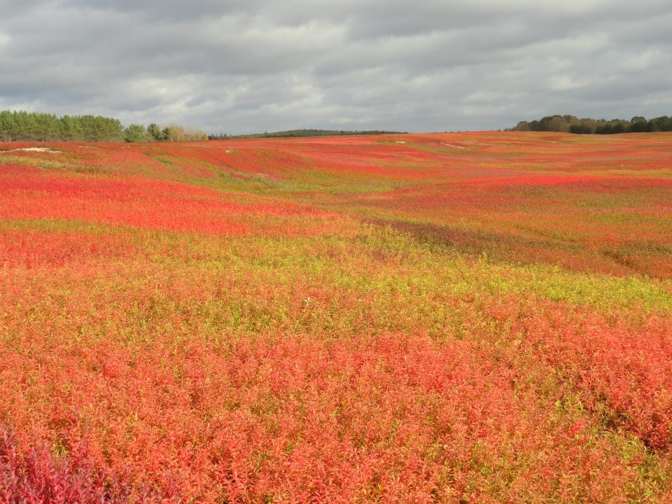 Crimson Blueberry Fields (user submitted)
