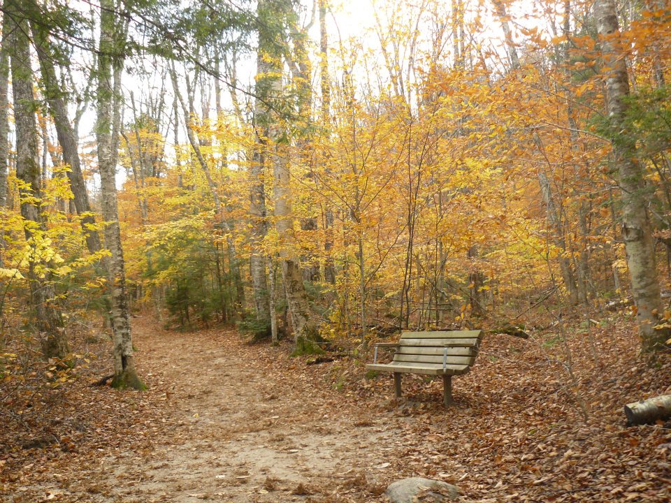 Lone Bench (user submitted)