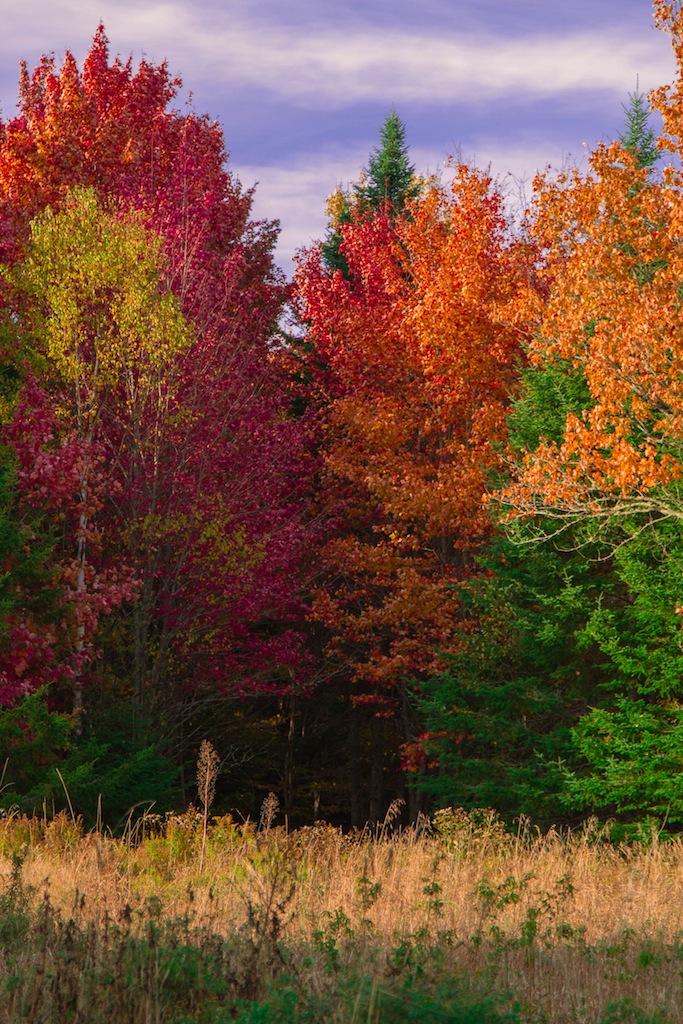 The Colors Of Autumn (user submitted)