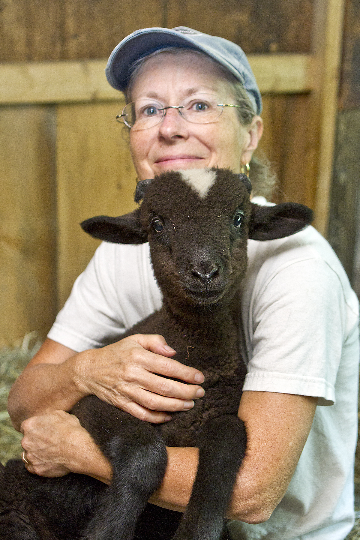 Herman, New Born Merino Ram Lamb (user submitted)