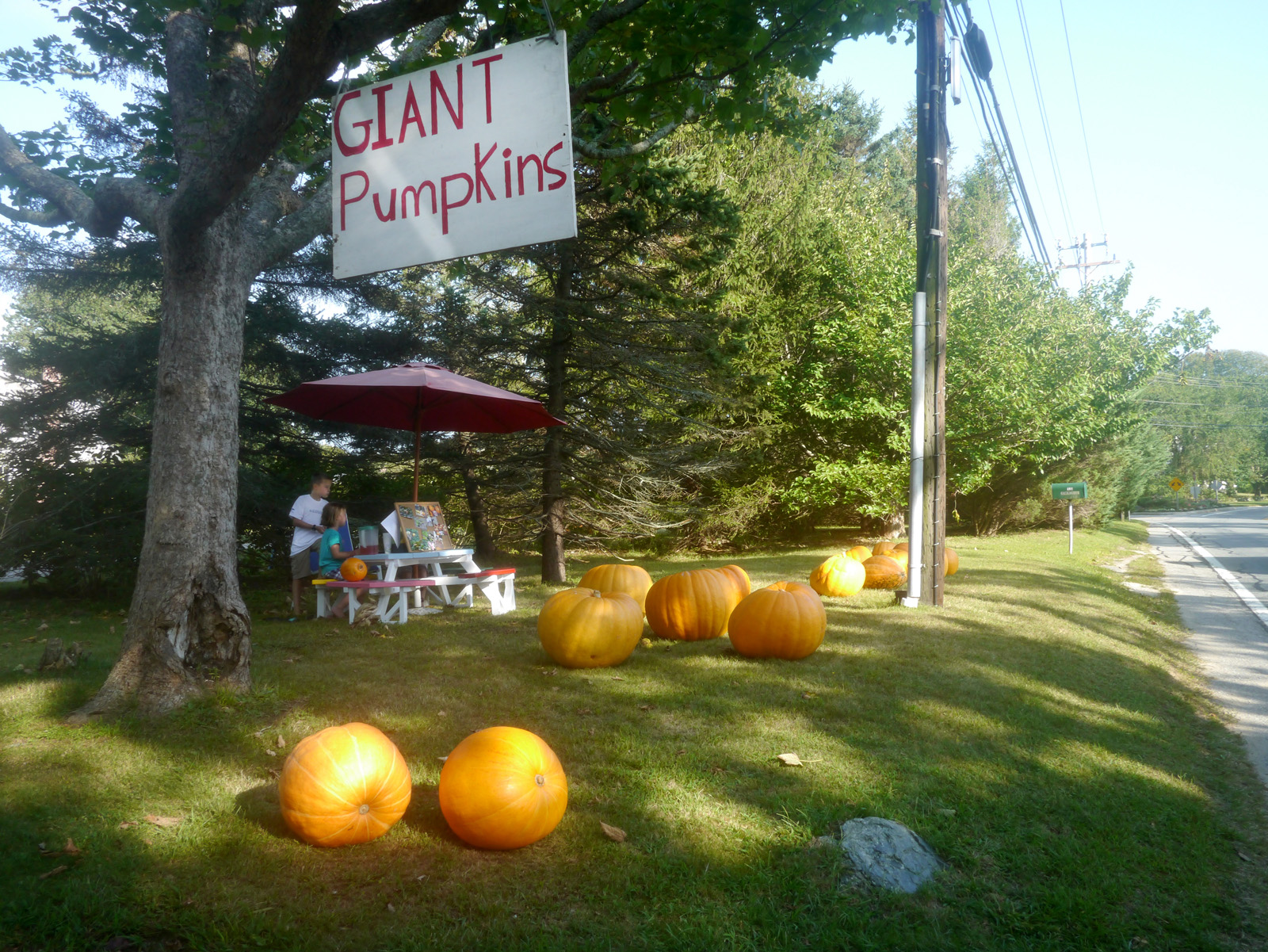 Giant Pumpkins (user submitted)