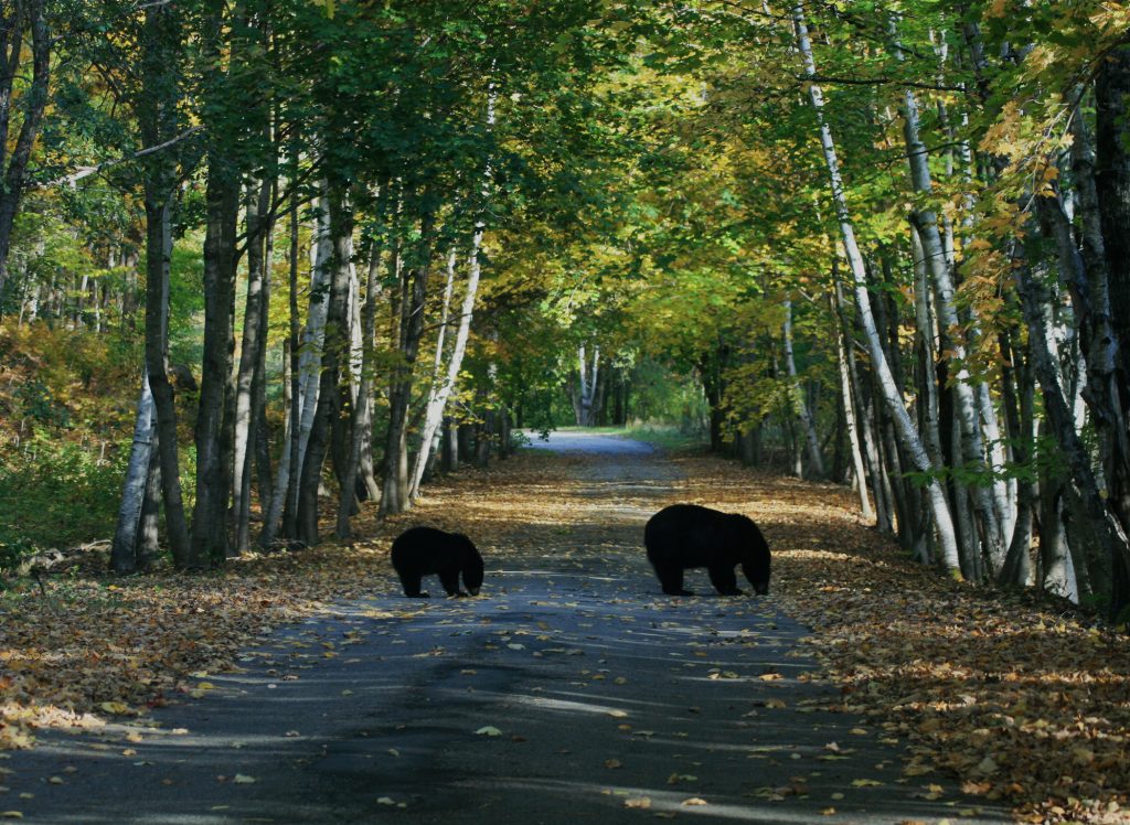 Bears In The North Country New England