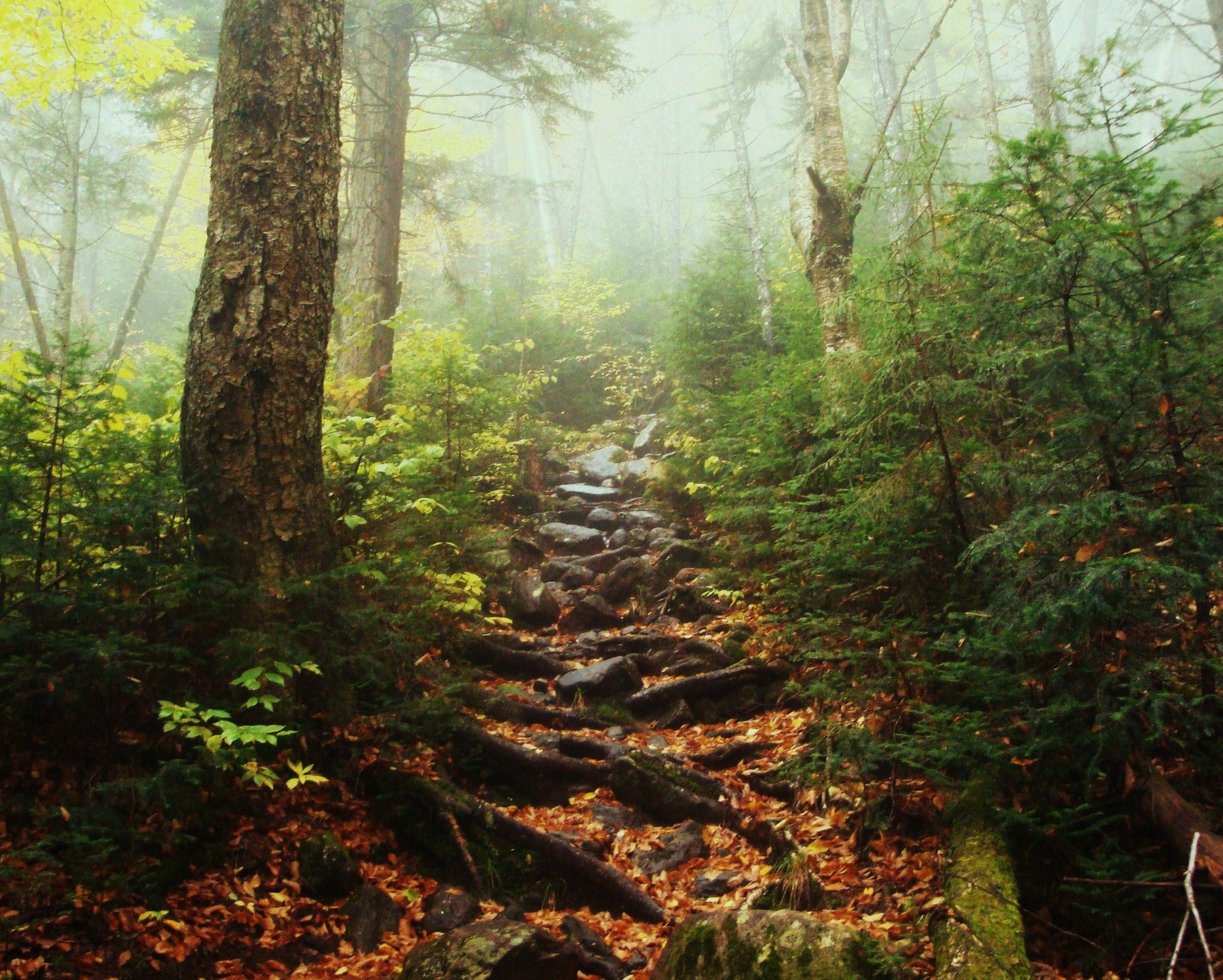 Misty Woods (user submitted)