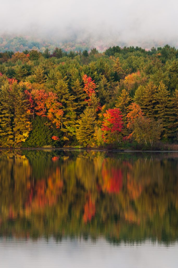 Rorschach Trees - New England