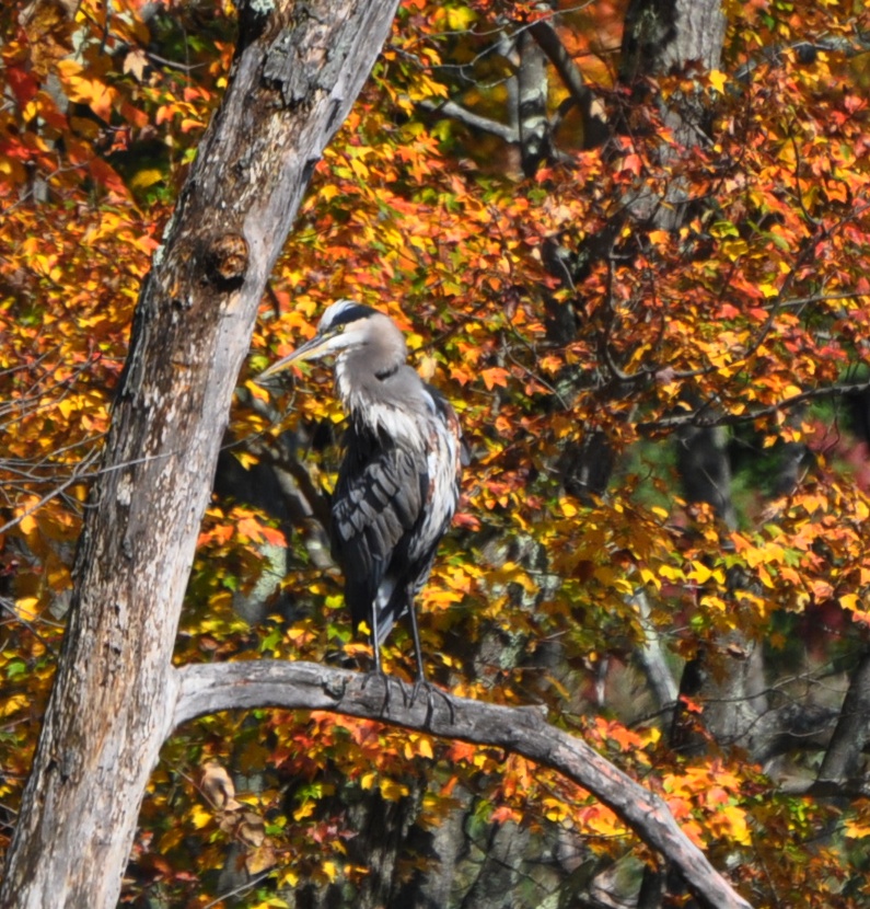 Blue Heron Amid The Foliage (user submitted)