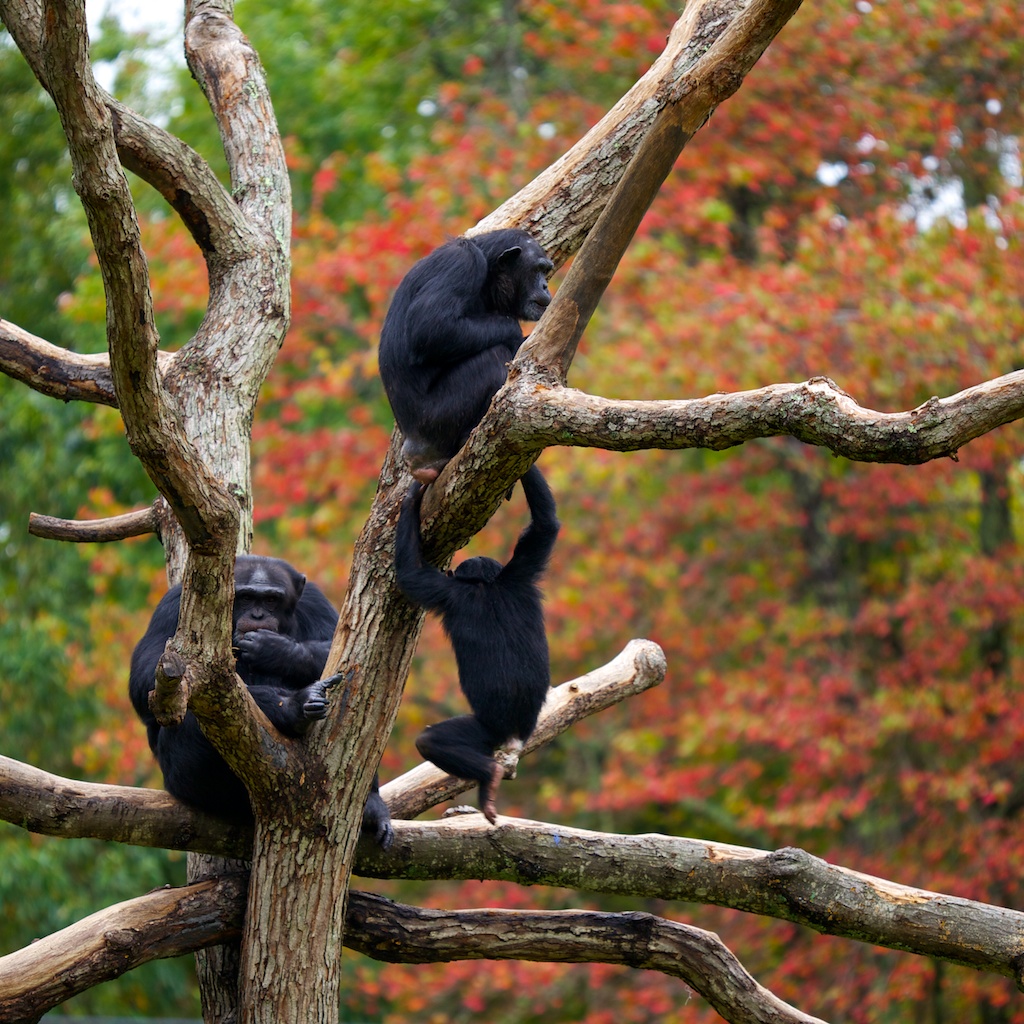 Fall Monkeys At Southwick Zoo (user submitted)