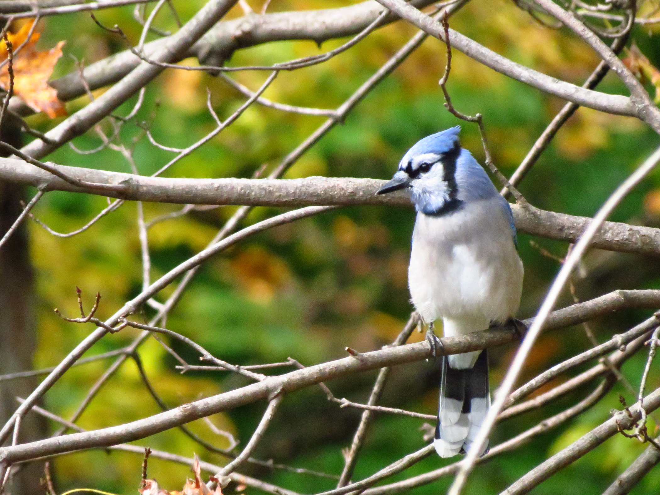 Blue Jay Watching (user submitted)