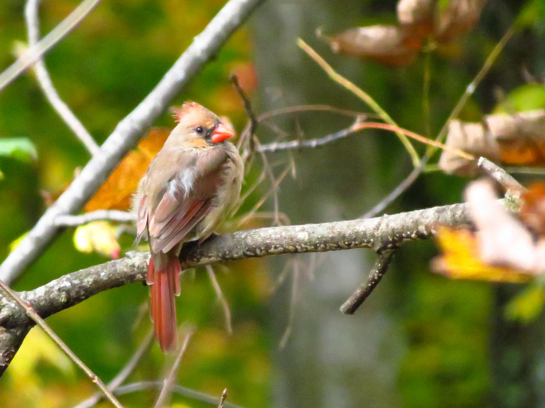 Female Cardinal (user submitted)