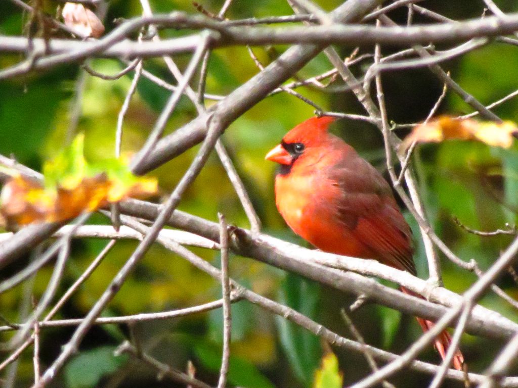 Male Cardinal - New England