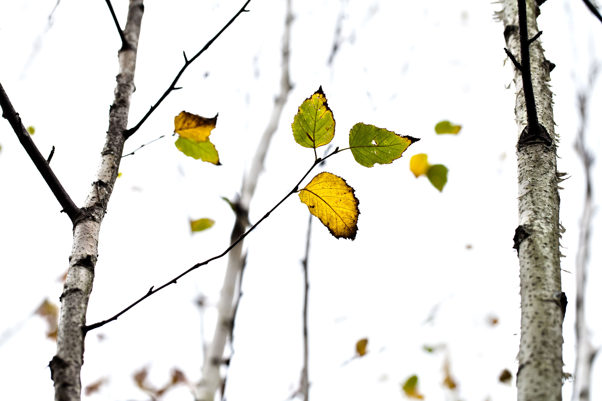 Birch Yellow (user submitted)