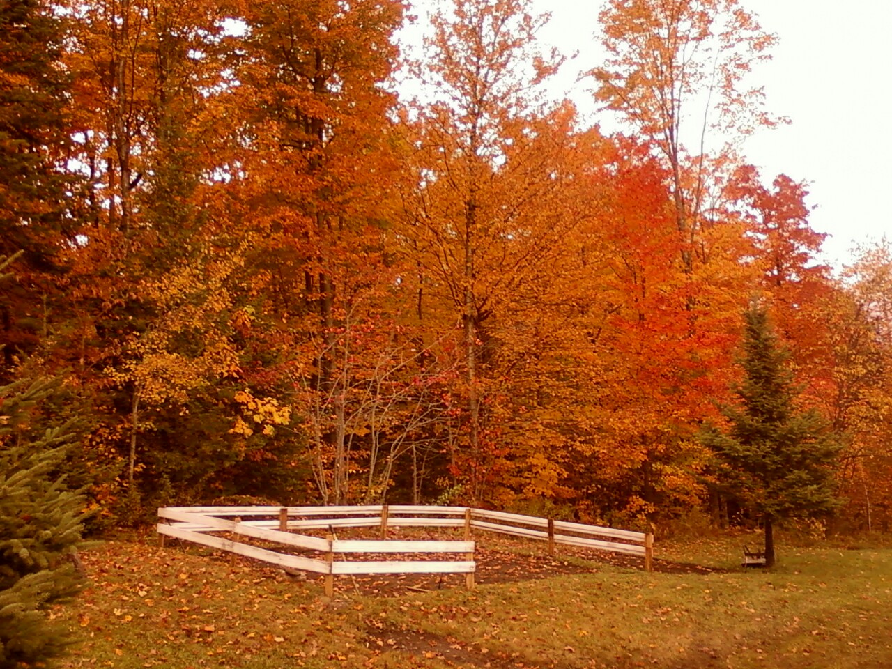 Fall Foliage (user submitted)