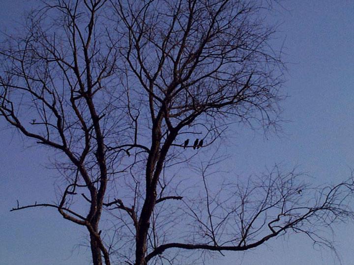 Three Crows in a Tree (user submitted)