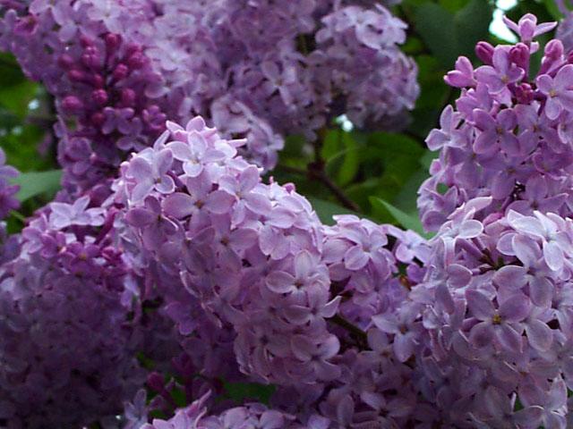 Lilacs (user submitted)