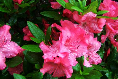 Raindrops on Azalea Blossoms (user submitted)