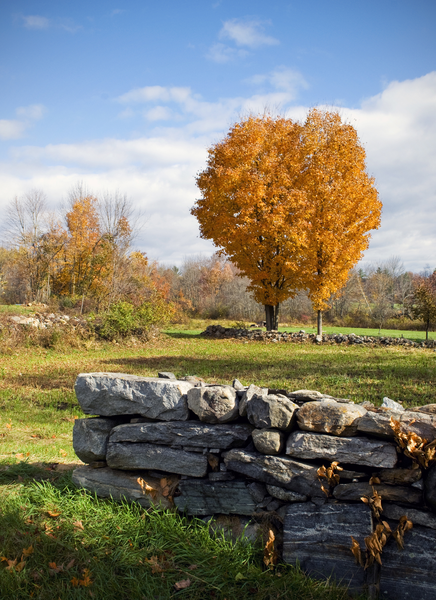 Orange Leaves and Rock Wall (user submitted)
