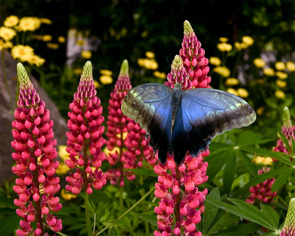 Butterfly on Lupine (user submitted)