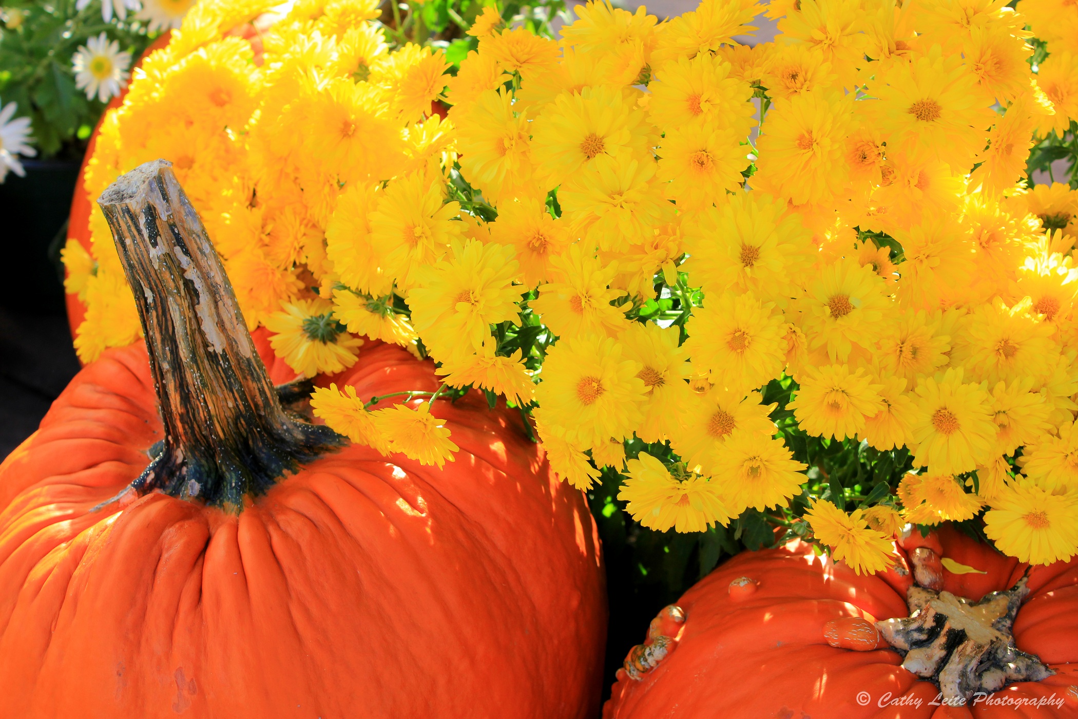 Pumpkins And Flowers (user submitted)