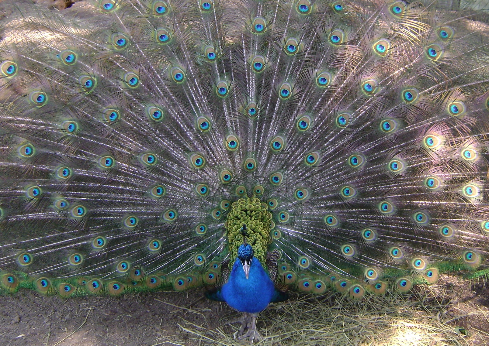 Peacock Attraction (user submitted)