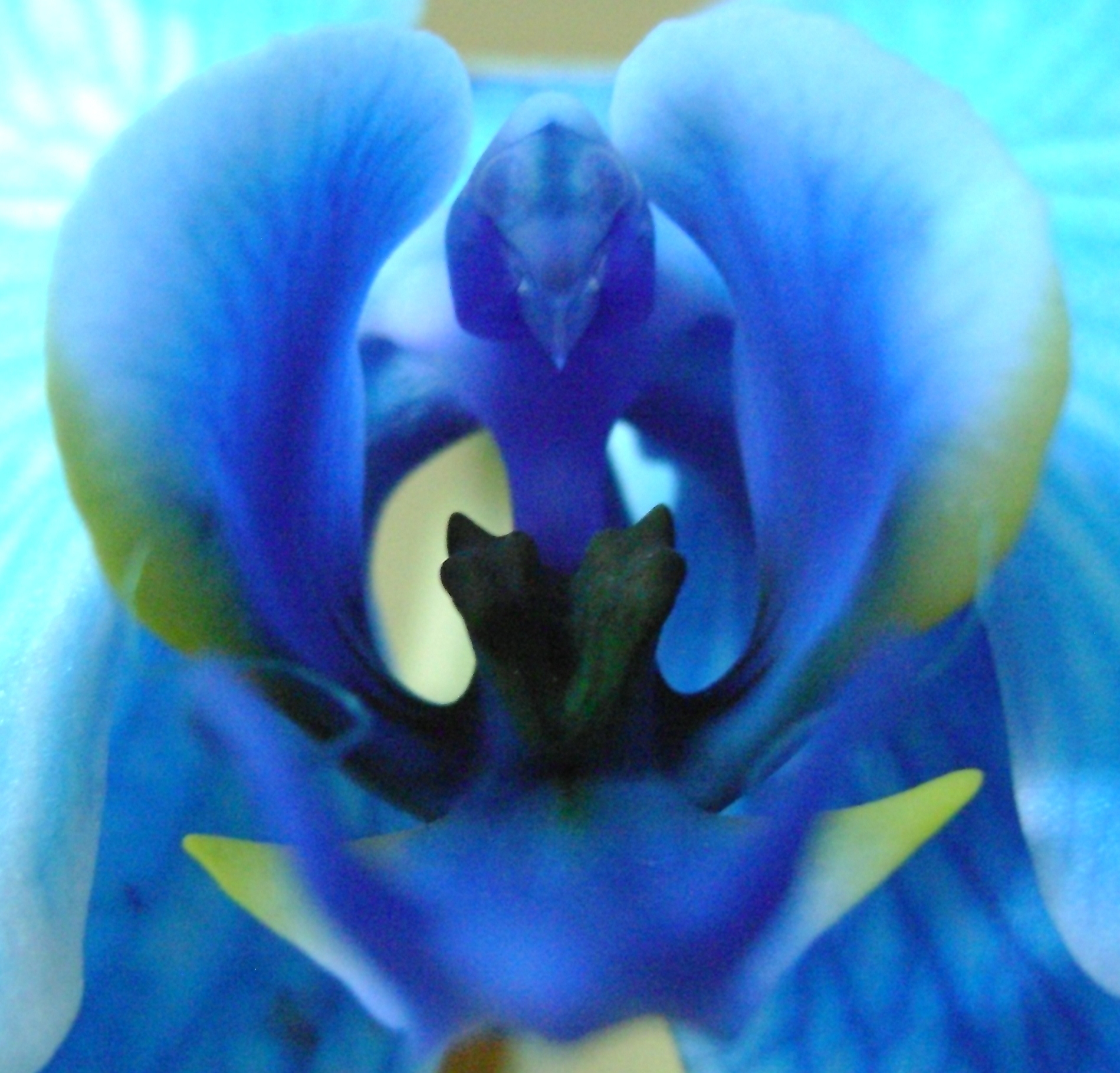 Blue Dragon Orchid (user submitted)