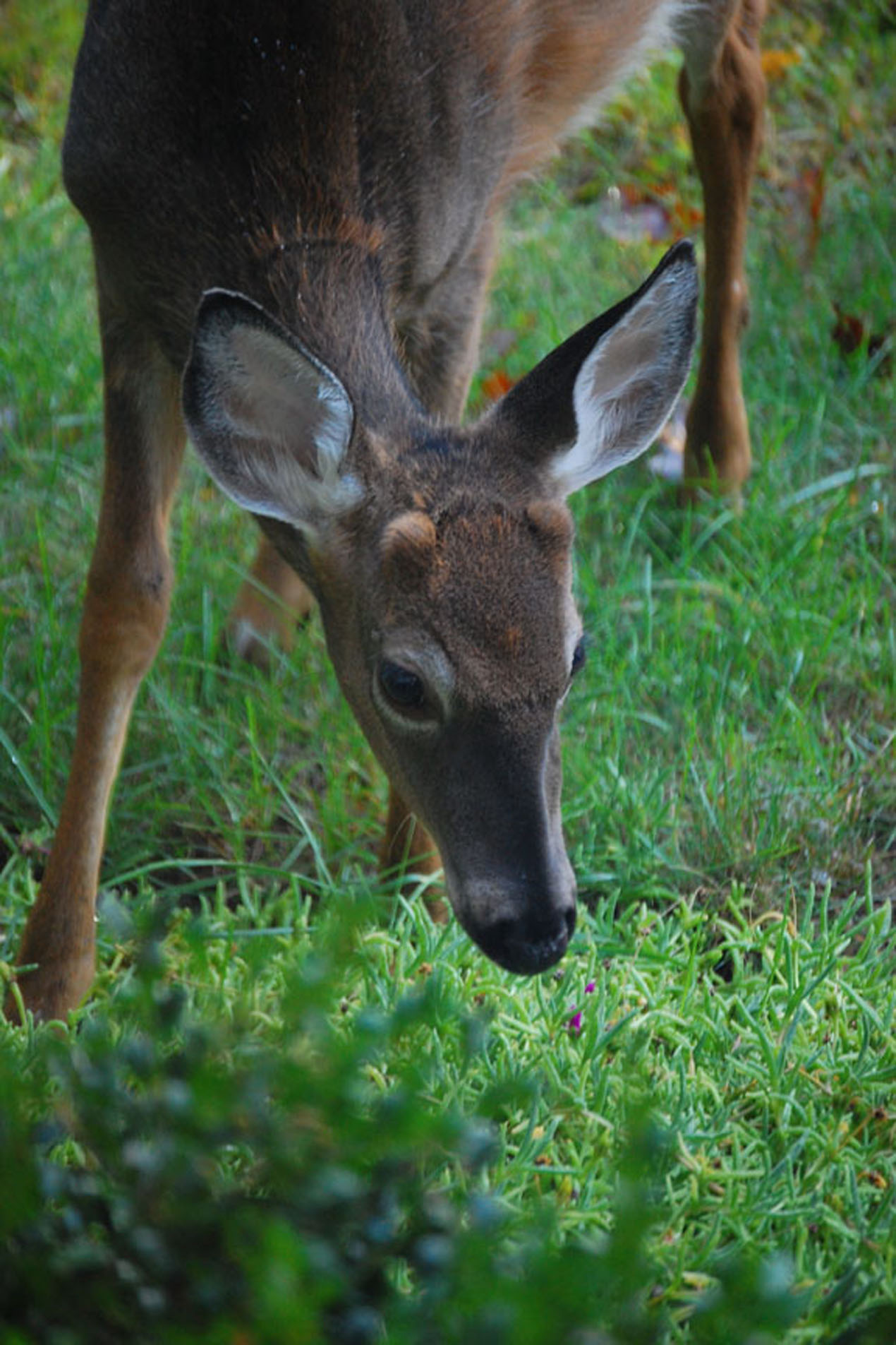 Young Buck In Garden (user submitted)