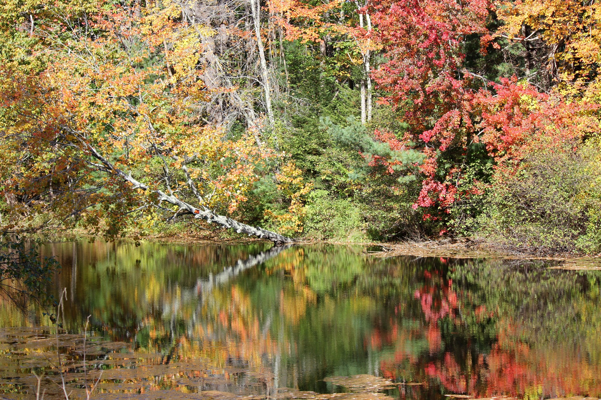 Fall Foliage On Ogunquit Pond (user submitted)