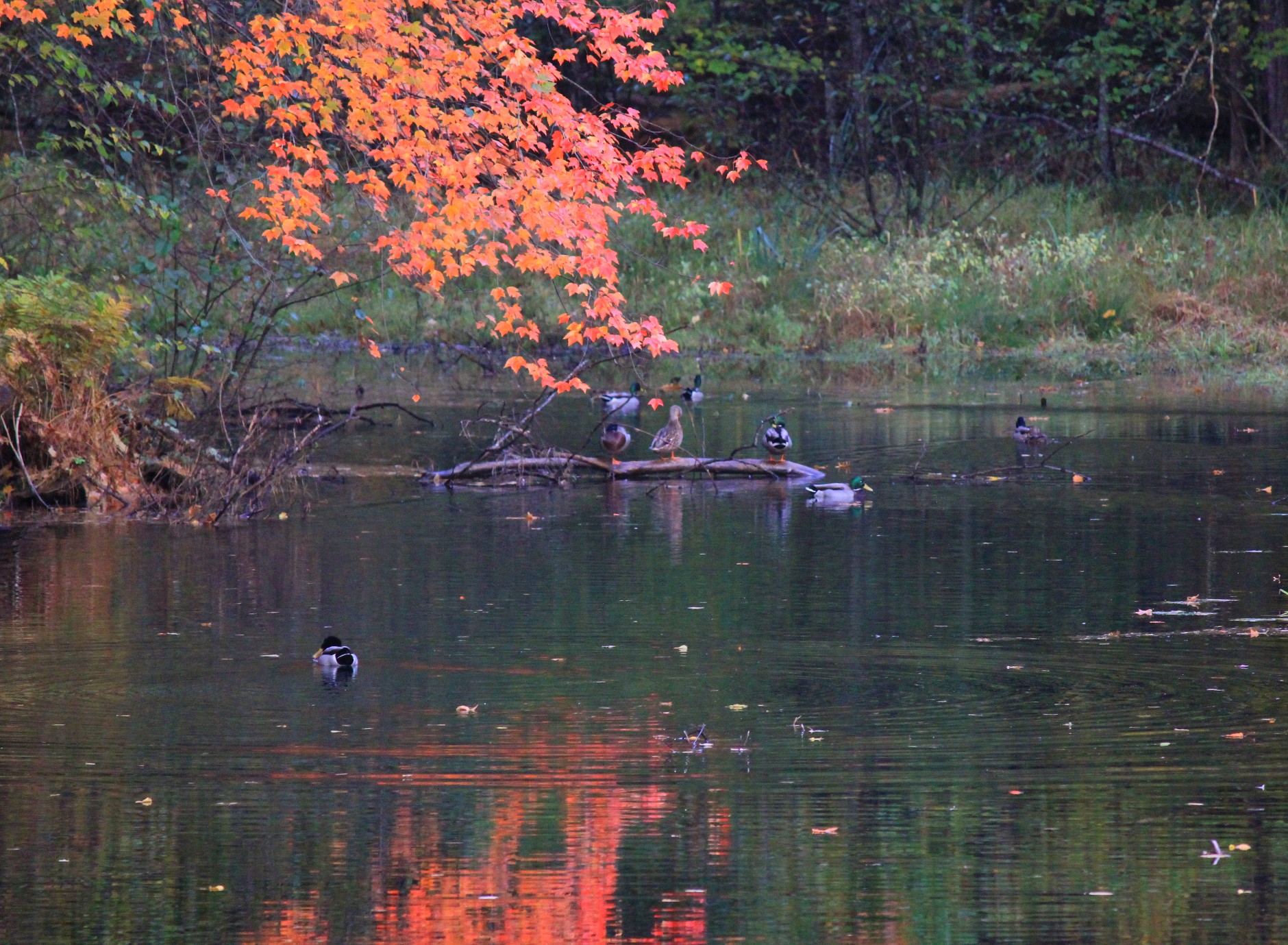 Fall Morning On Ogunquit Pond  (user submitted)