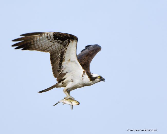 Osprey with Alewife (user submitted)