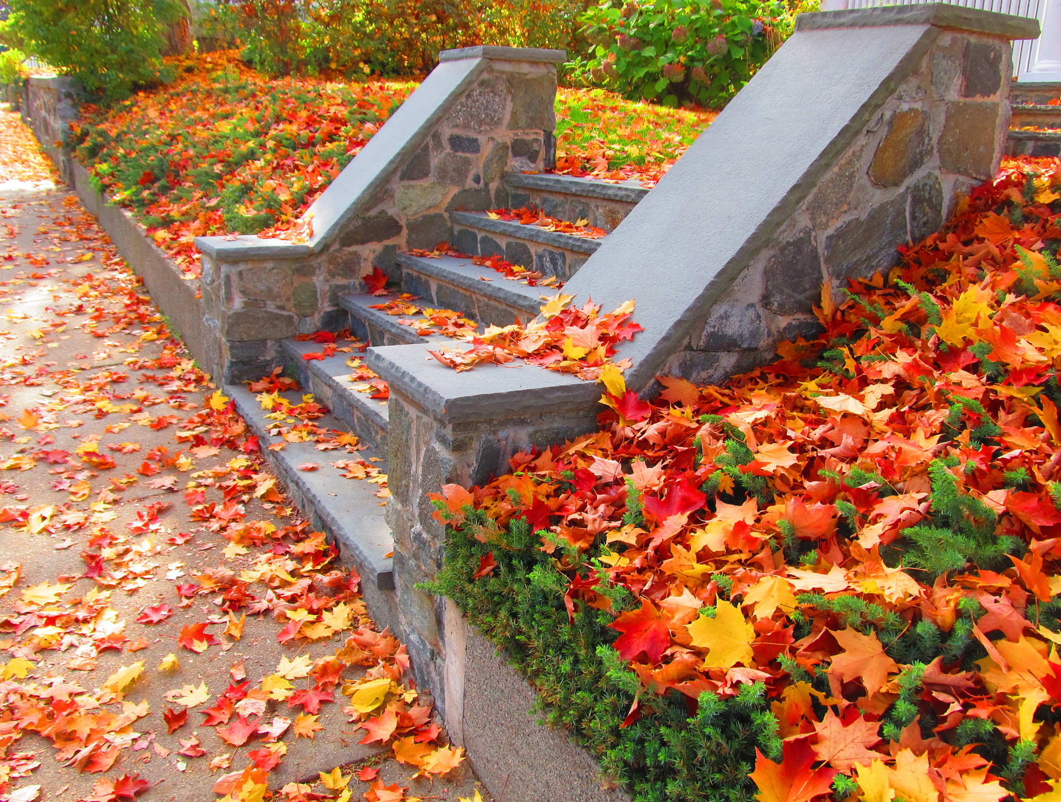 Old Steps, New Leaves (user submitted)