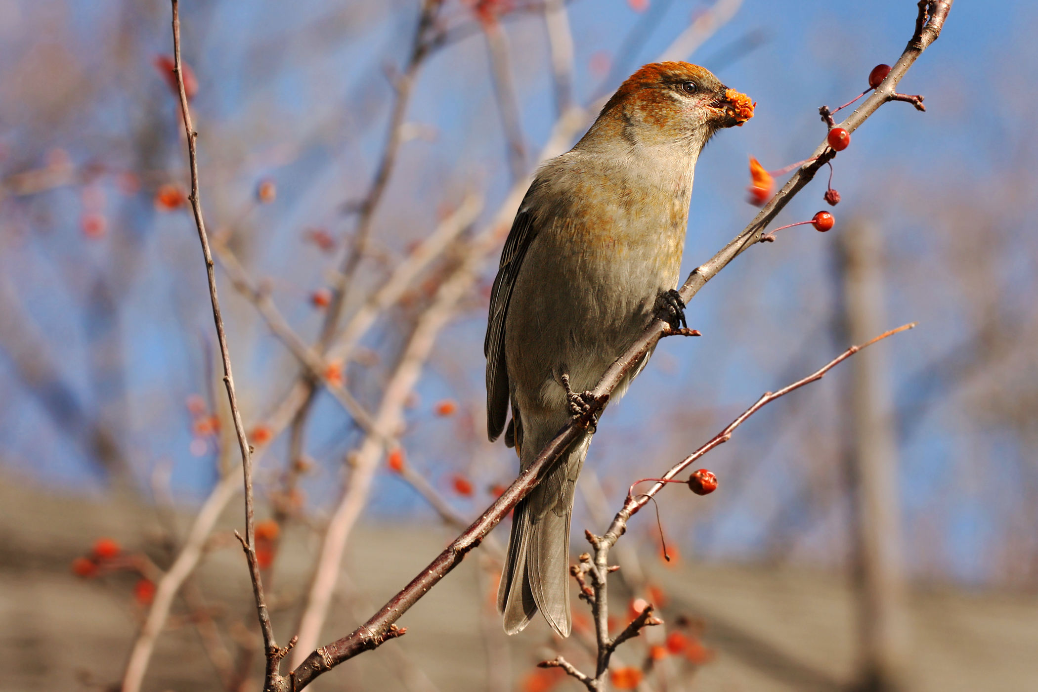 A Very Berry Pine Grosbeak (user submitted)