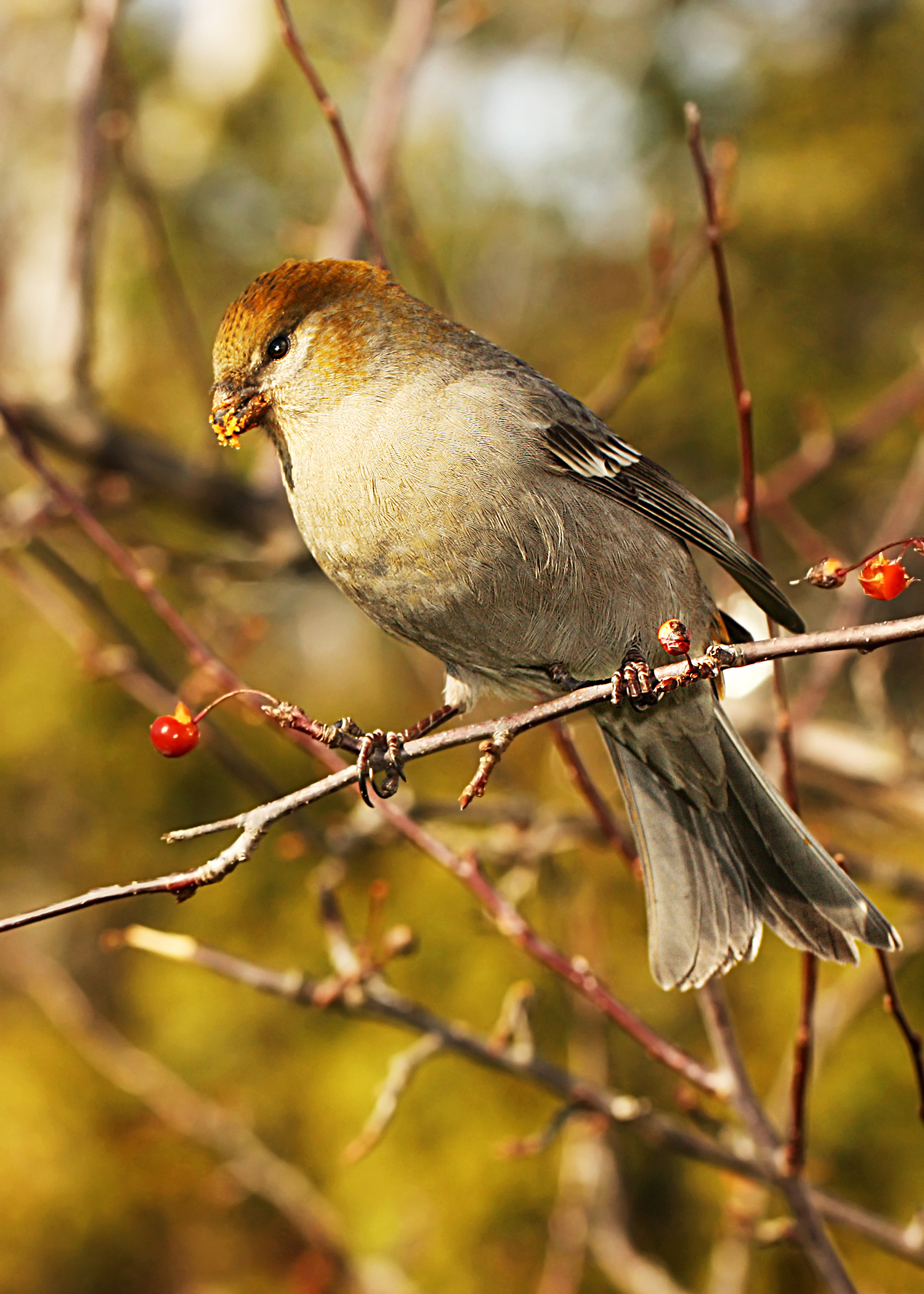 Pine Grosbeak &#8211; Food For Flight (user submitted)