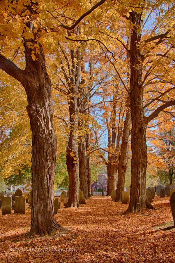 Rows Of Maples (user submitted)