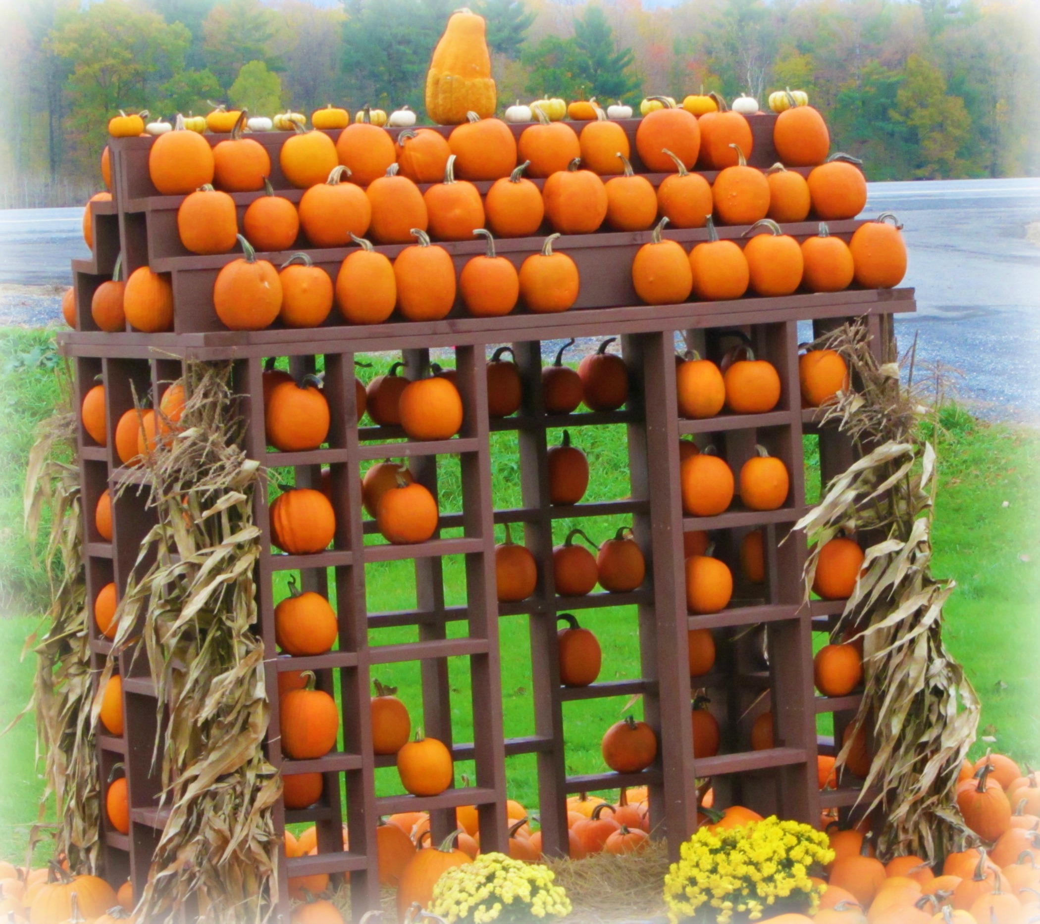 Pumpkin Patch (user submitted)