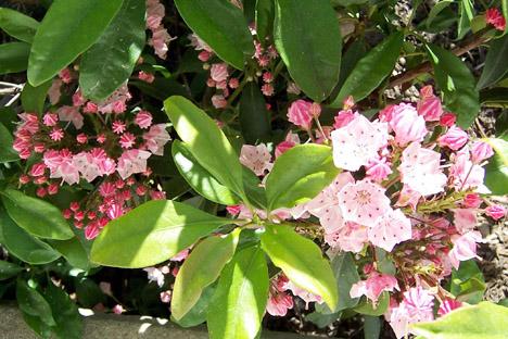 Mountain Laurel Blooming (user submitted)