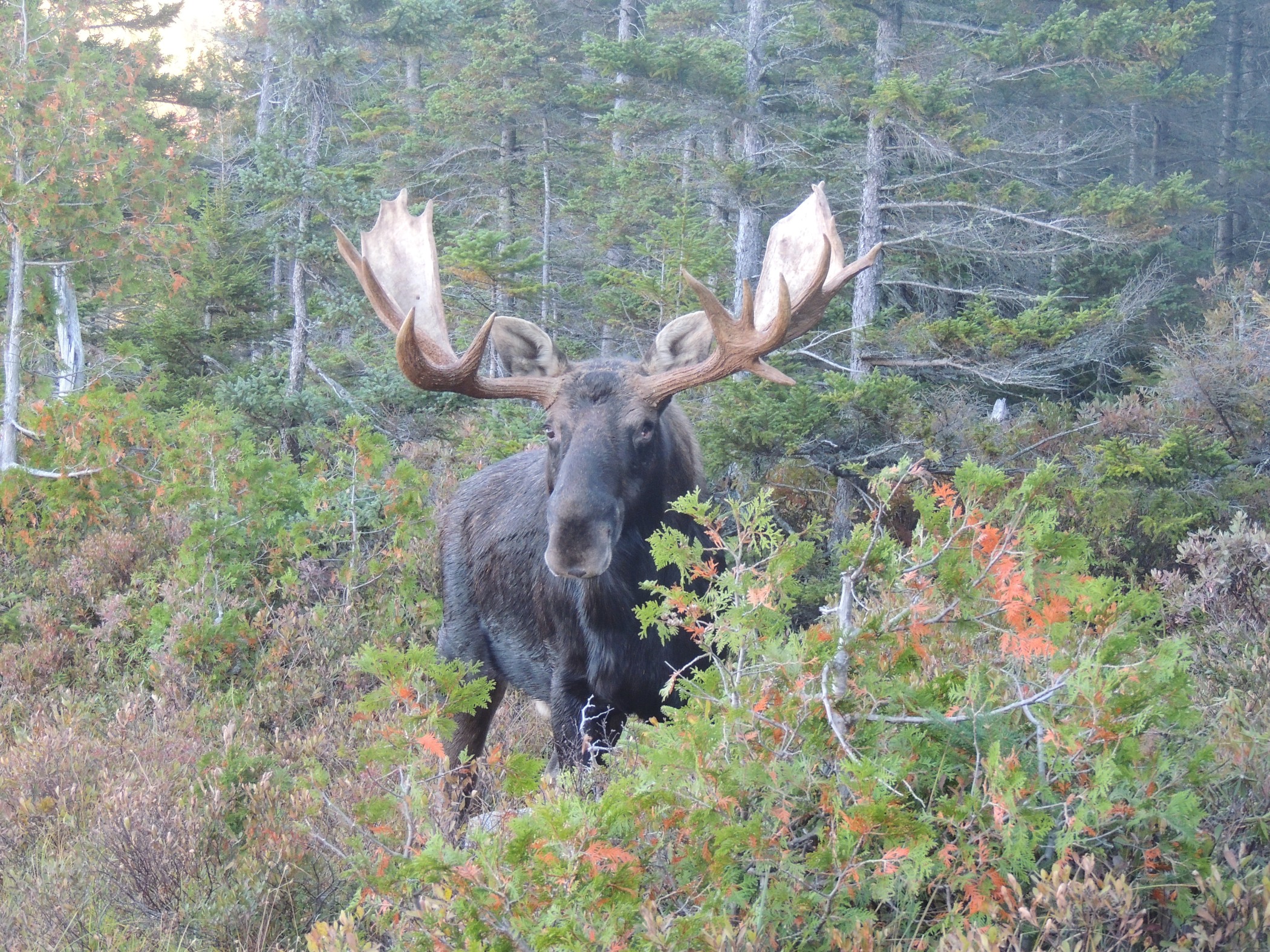 Big Daddy Moose in Millinocket, Maine (user submitted)