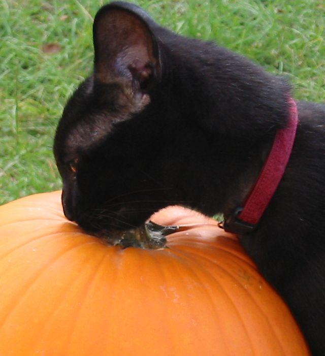 Halloween Kitty (user submitted)