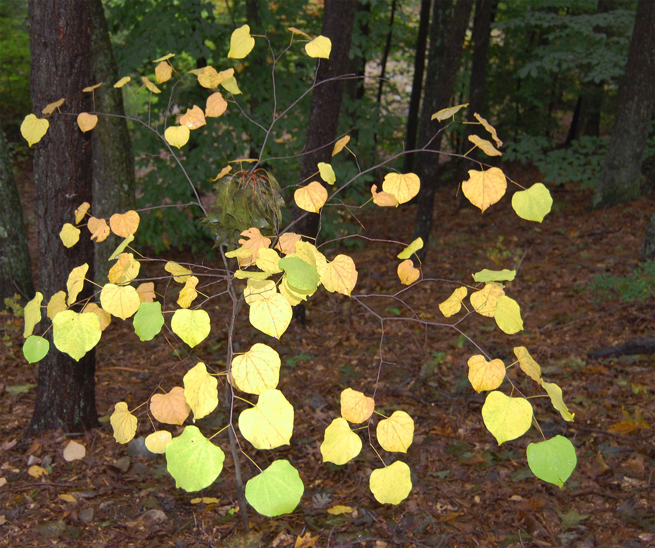Yellow Glow, Garden In The Woods (user submitted)