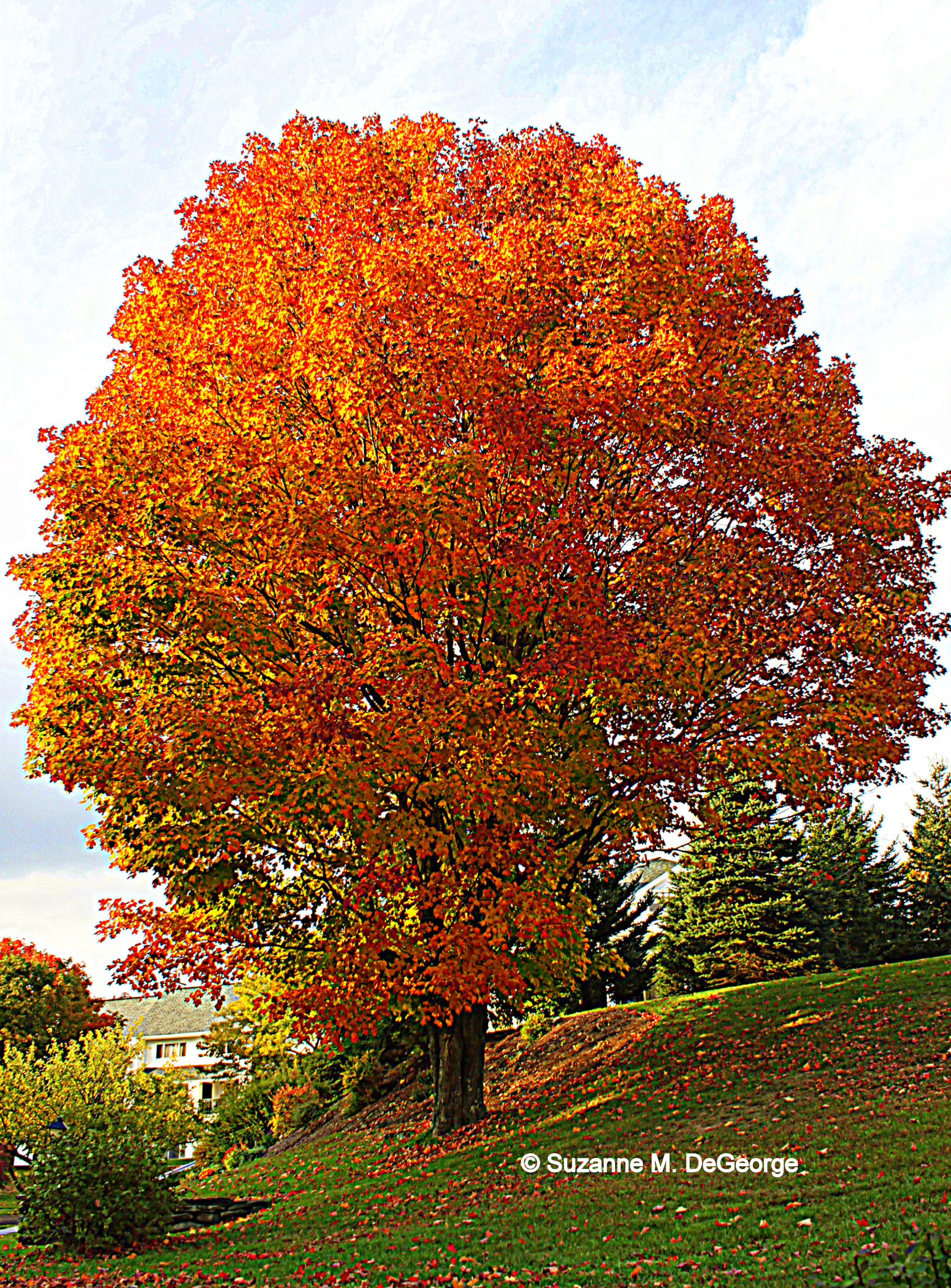 Colorful Tree (user submitted)