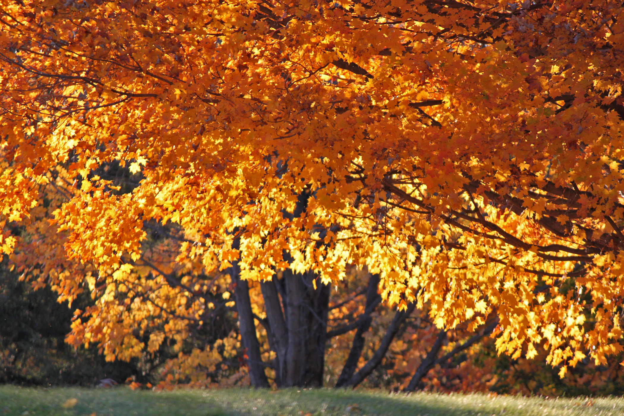 Fall Yellow Fire (user submitted)
