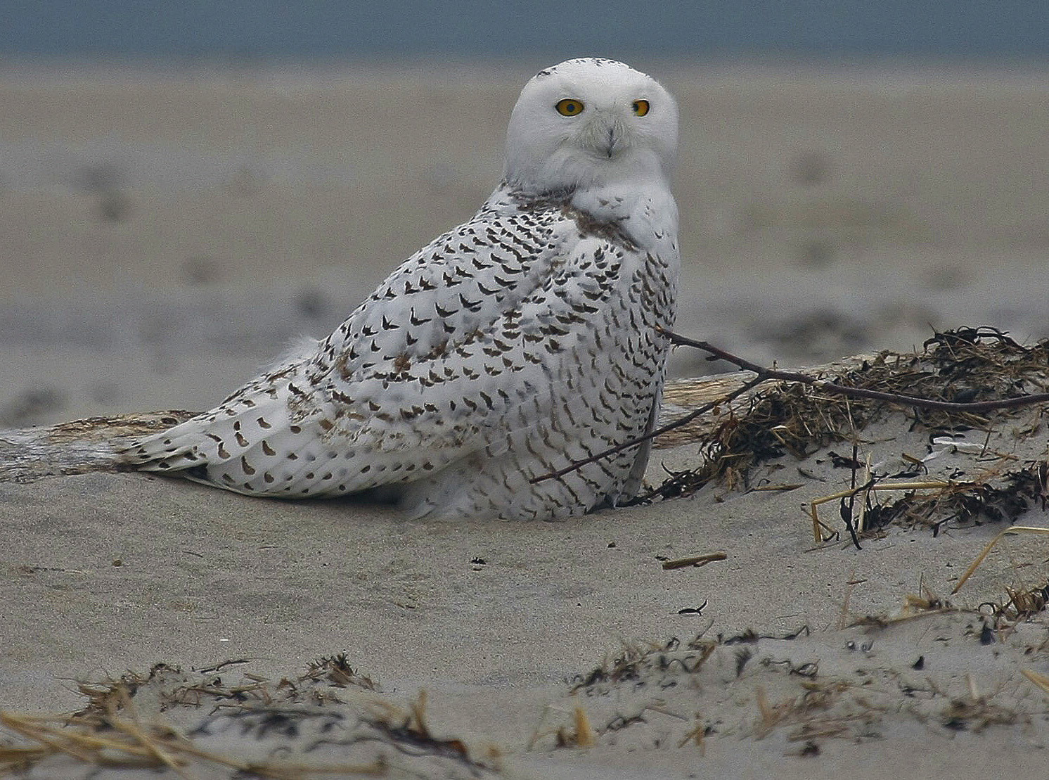 Artic Snow Owl (user submitted)