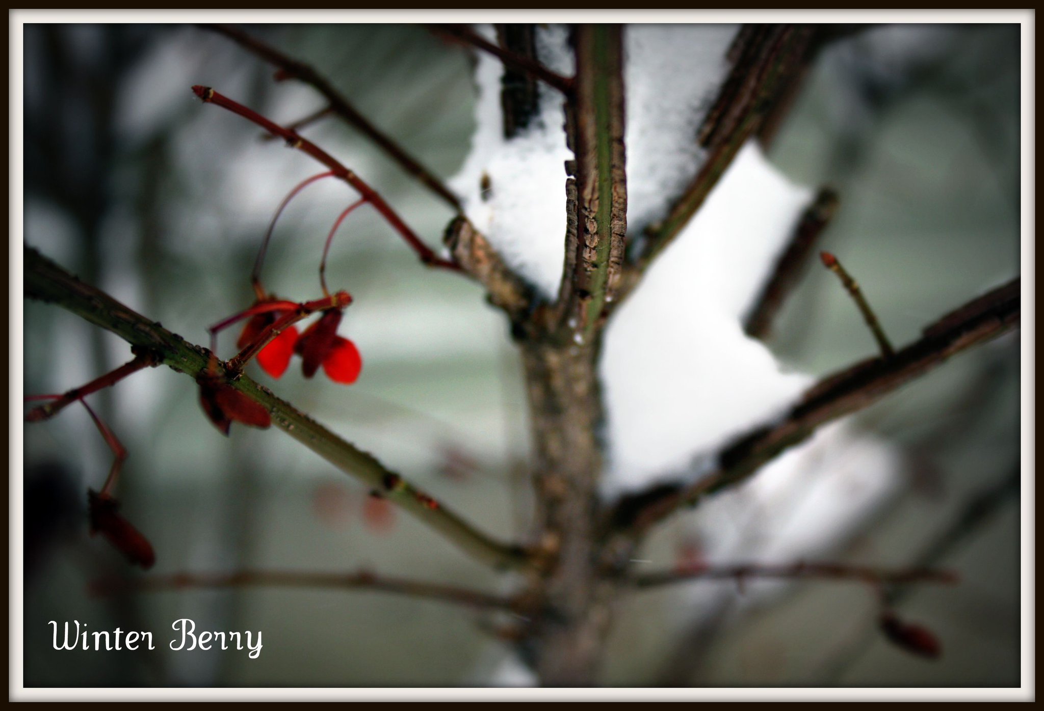 Winterberry (user submitted)