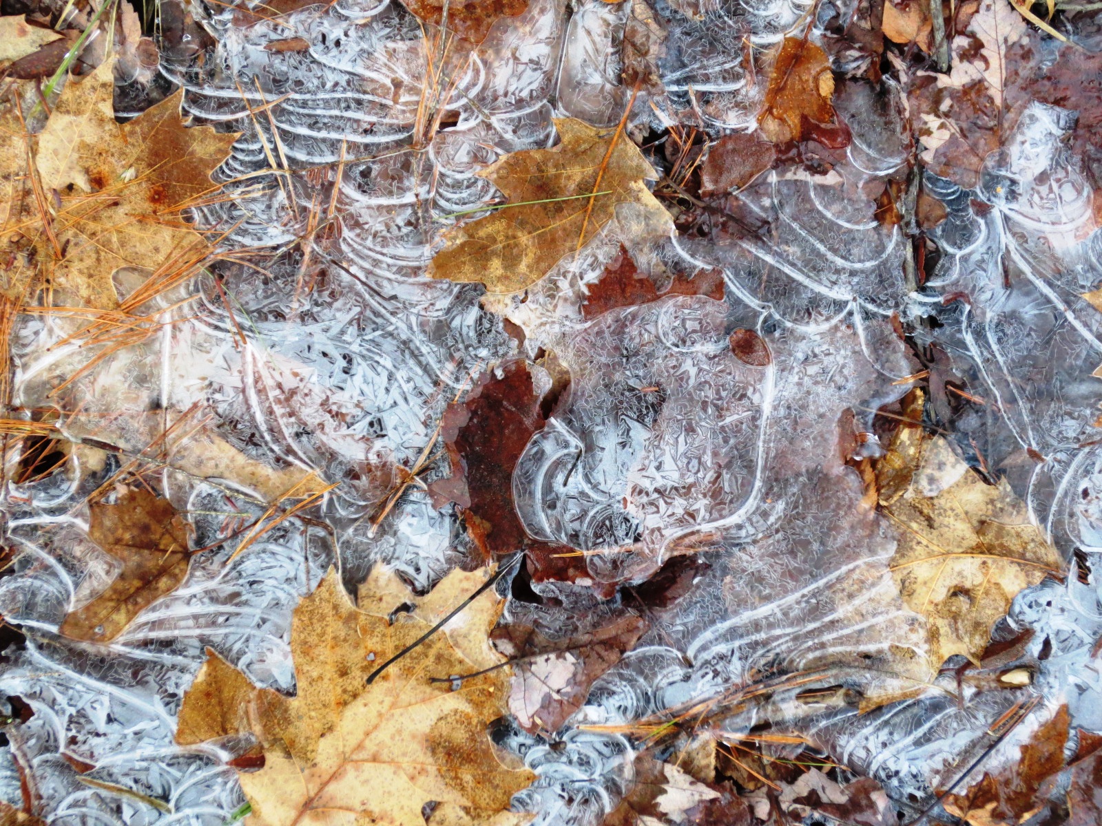 Brushy Mountain Ice &amp; Leaves (user submitted)