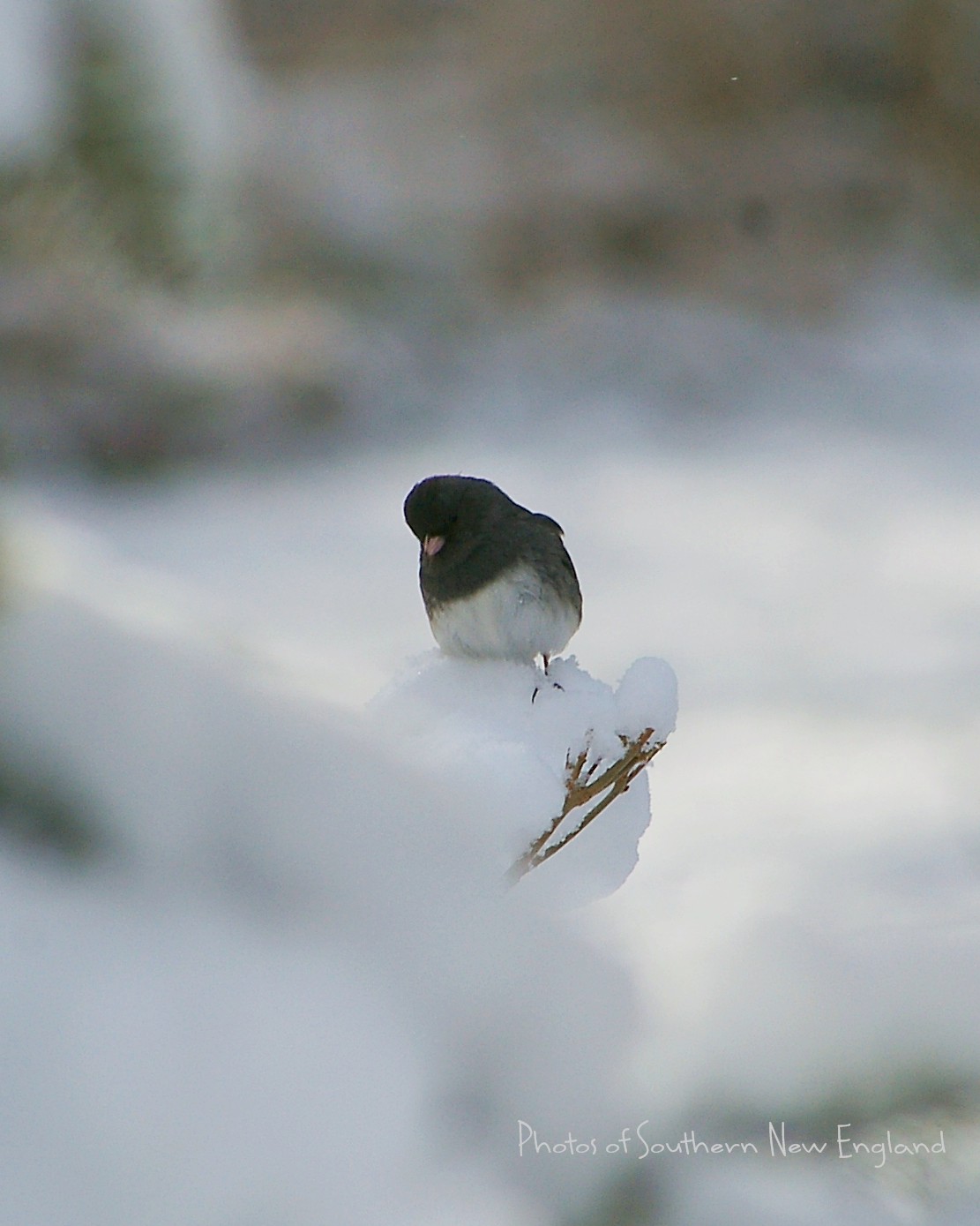 Titmouse In The Snow (user submitted)