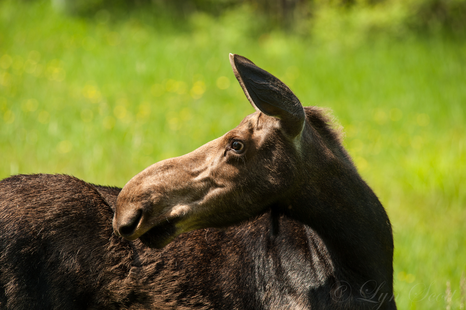 Spring Moose (user submitted)